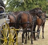 Four Horse Team - 36