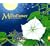 The Moonflower