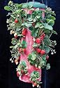Felknor Ventures TT041112 Topsy Turvy Strawberry Planter