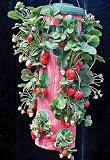 Felknor Ventures TT041112 Topsy Turvy Strawberry Planter