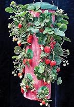 Felknor Ventures TT041112 Topsy Turvy Strawberry Planter