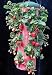 Felknor Ventures TT041112 Topsy Turvy Strawberry Planter