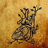 Harvest Aorta