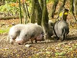 H�ngebauchschwein Mauspad (301)