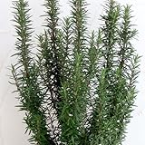 [大株]立性ローズマリー青花種5号ポット