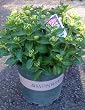 Pink Elf Dwarf Hydrangea Two Gallon Plant by Monrovia