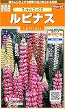 サカタのタネ 実咲花7860 ルピナス ラッセルミックス 00907860
