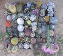 36 Cactus Misc 2inch Potted Cactus Collection