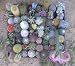 36 Cactus Misc 2inch Potted Cactus Collection