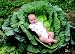 Mammoth Megaton Hybrid Cabbage 25 Seeds-Over 20lb Heads
