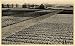 1943 Netherlands Blooming Field Flower Bulb Tulip Plant - Original Photogravure