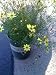 Coreopsis Moonbeam One Gallon Plant
