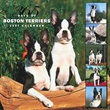 Boston Terriers 365 Days 2007 Calendar