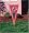 College Yard Pennant - 34