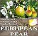 10 European Pear, Domestic Pear TREE SEEDS - Pyrus communis COLD HARDY TO ZONE 4
