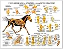 Equine Forelimb Joint and Ligament Anatomical Chart Laminated