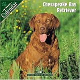 Chesapeake Bay Retriever 2007 Wall Calendar