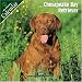 Chesapeake Bay Retriever 2007 Wall Calendar