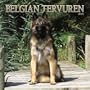 Belgian Tervuren 2005 Wall Calendar