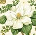 Entertaining With Caspari Magnolia 3-Ply Paper Cocktail Napkin, 40-Count, Ivory
