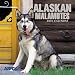 Alaskan Malamutes 2001 Calendar