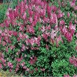 Amazon / Tropical Oasis: MANCHURIAN LILAC syringa patula 50 seeds