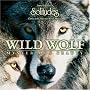 Wild Wolf Mysterious Beauty ~ Dan/Abedin;Justin (Soli Gibson
