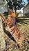 Mynwood Cat Jacket/Harness Black Adult Cat