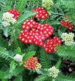 61SR4ac8FgL. SL160  Strawberry Seduction Yarrow  Achillea  Drought Tolerant
