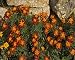 Photographic Prints of ROG-11760 French marigolds, by dry stone wall from Ardea Wildlife Pets