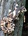 Outdoor Living : Large Squirrel, Tree Ormament - Give Trees Personality