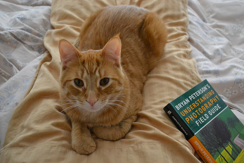 Bryan Peterson's Understanding Photography Field Guide: How to Shoot Great Photographs with Any Camera [Paperback]