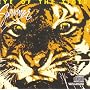 Eye Of The Tiger