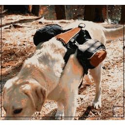 Kurgo Wander Dog Back Pack