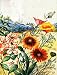 Clarkia, Blanket Flowers, California Poppies, and Lupines - 18