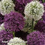 Amazon / Hirts: Bulbs: Purple & White Allium Duet 3 Bulbs - Deer Proof