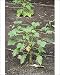 Photographic Prints of Jatropha Curcas - plants nuts are used for high quality Biofuel from David Tipling