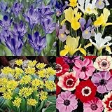80 80 Free Bulbs collection
