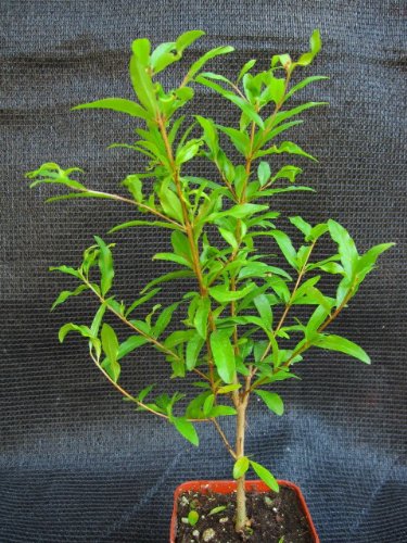 9GreenBox - Dwarf Pomegranate Mame Bonsai Great Fruiting Plant