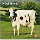 Holsteins 2013 - Holsteiner - Holstein-K�he - Original BrownTrout-Kalendervon "BrownTrout-Kalender..."