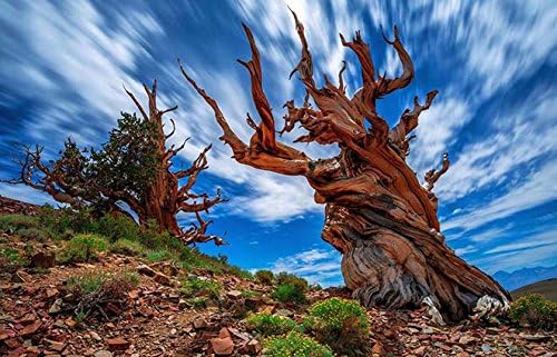 Collins Puzzle (YYP30783) Jigsaw 1000 pieces Puzzle