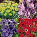 Everlasting Flower Carpet - 600 flower bulbs