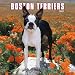 Boston Terriers 2007 Calendar