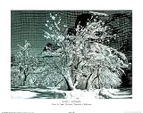 Ansel Adams (Snow in Apple Orchard, Yosemite, California) Art Poster Print - 16