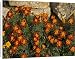 Canvas Prints of ROG-11760 French marigolds, by dry stone wall from Ardea Wildlife Pets