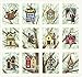1 Panel Beautiful Birds Housing Boom by Tracy Lizotte Elizabeth Studios 100% Cotton Quilt Fabric 4319 Cream (Black)
