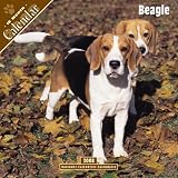 2008 Beagle 2008 16 Month Wall Calendar **IN STOCK NOW**