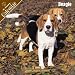   - 2008 Beagle 2008 16 Month Wall Calendar **IN STOCK NOW**