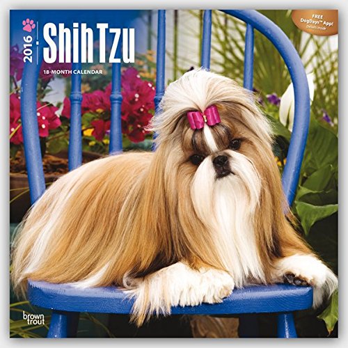 Shih Tzu 2016 Square 12x12