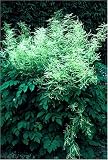 Goatsbeard 30 Seeds - Aruncus - Shade Perennial